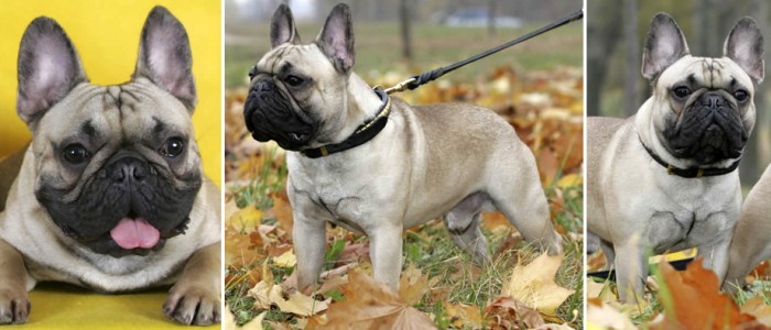 Kennel club hotsell french bulldog