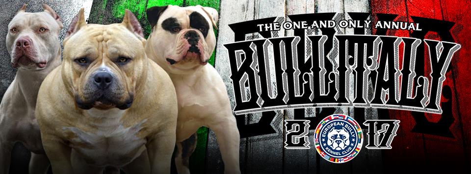 American Bully — EBKC – European Bully Kennel Club