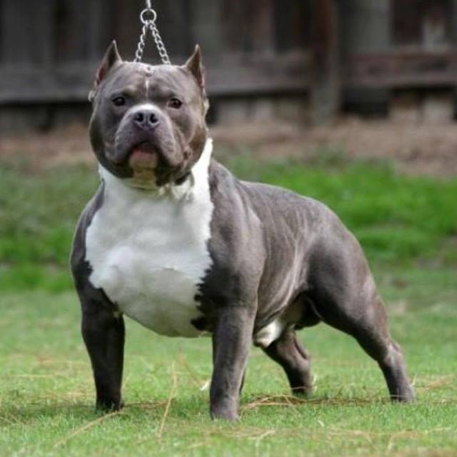 American Bully — EBKC – European Bully Kennel Club