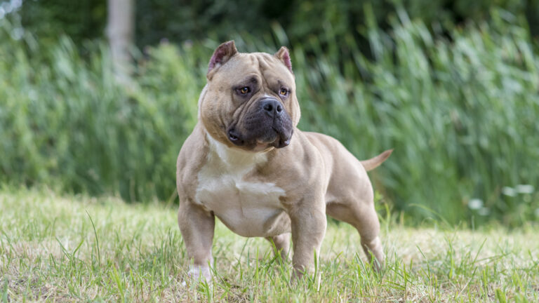 American Bully — EBKC – European Bully Kennel Club