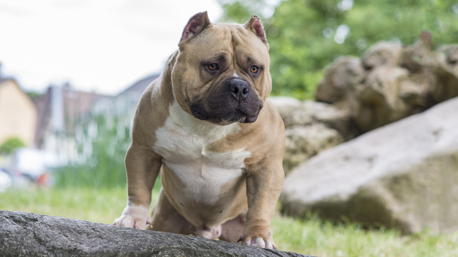 American Bully — EBKC – European Bully Kennel Club