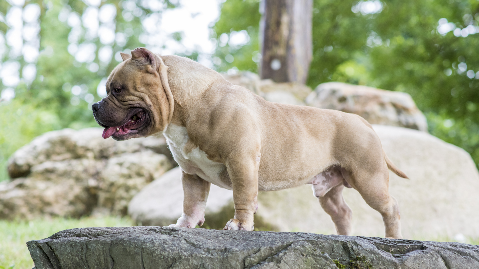 Bully clearance dog kennels