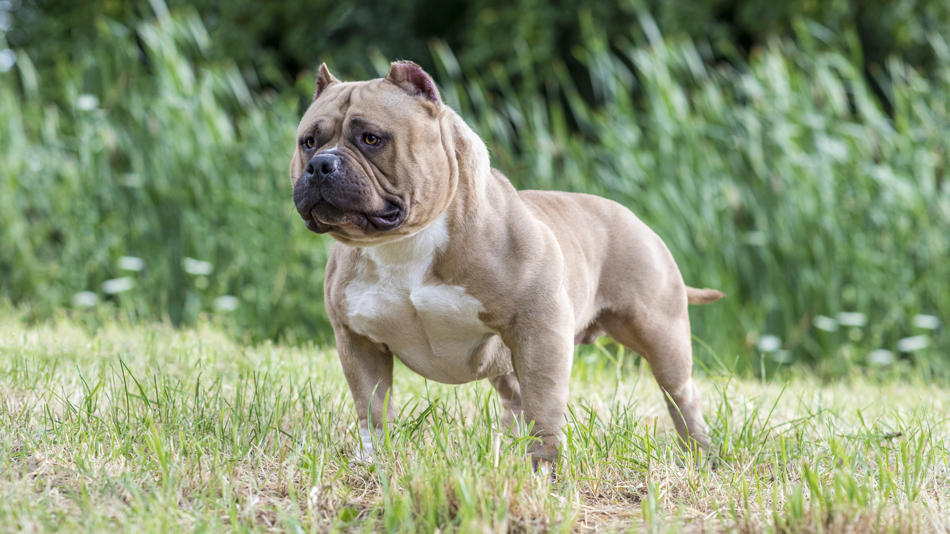 THE AMERICAN BULLY KENNEL CLUB