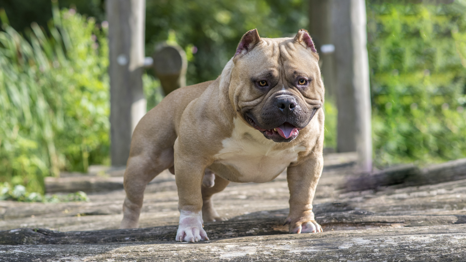 Better Built Bulliez specializing in American Bullies.