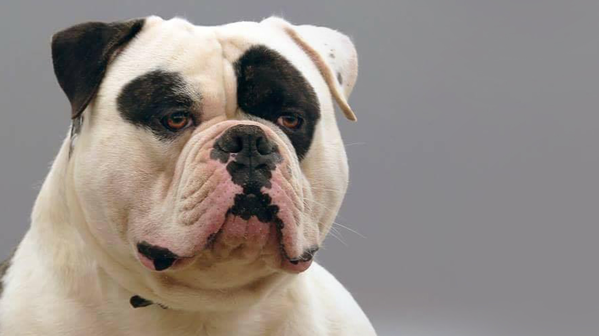 dog american bulldog