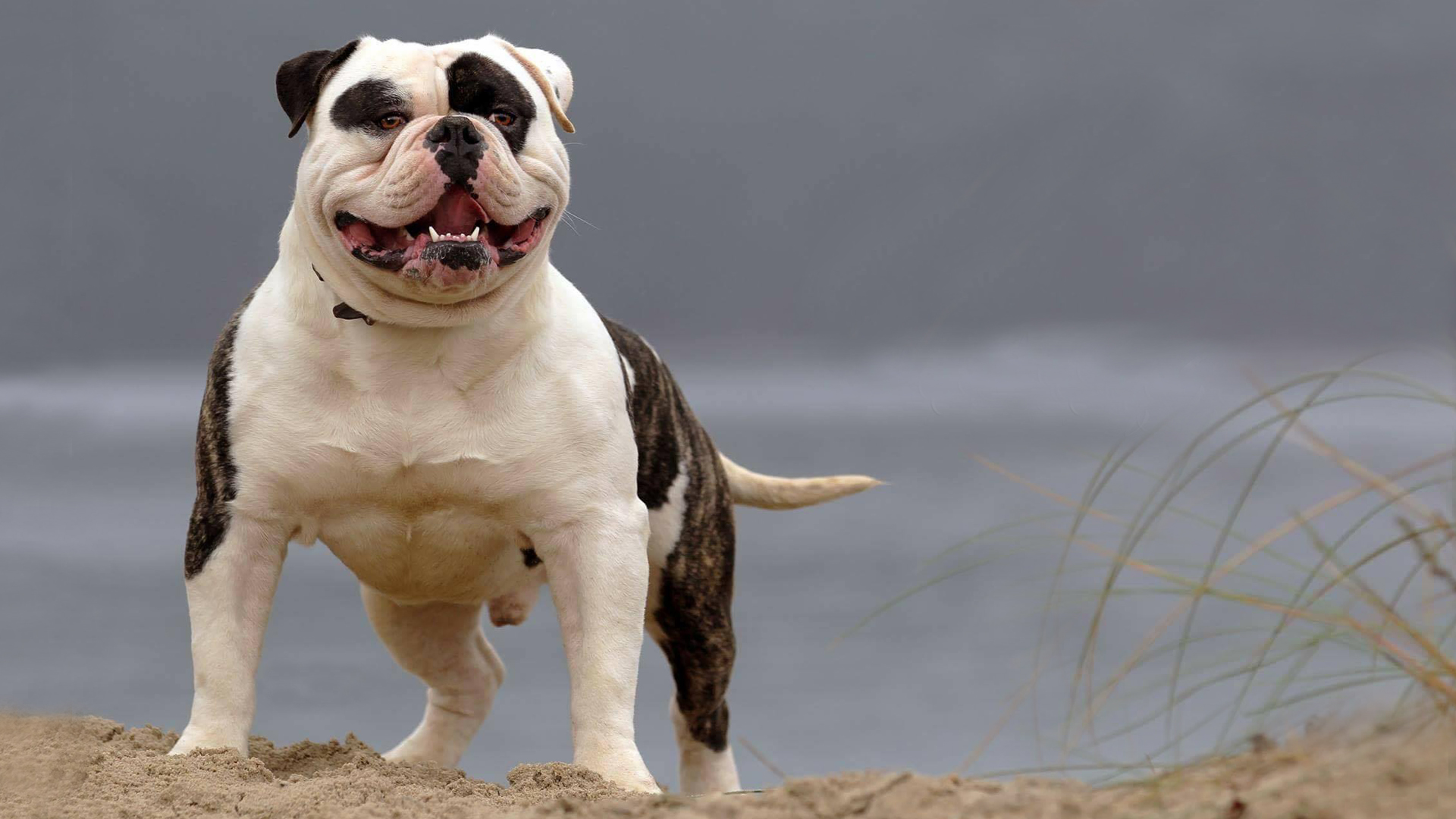 dog american bulldog