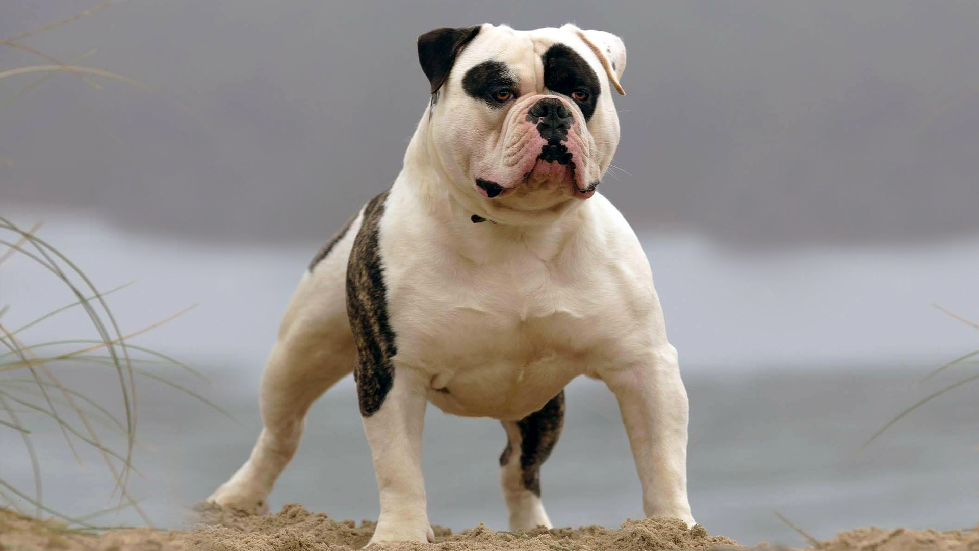 American Bully — EBKC – European Bully Kennel Club