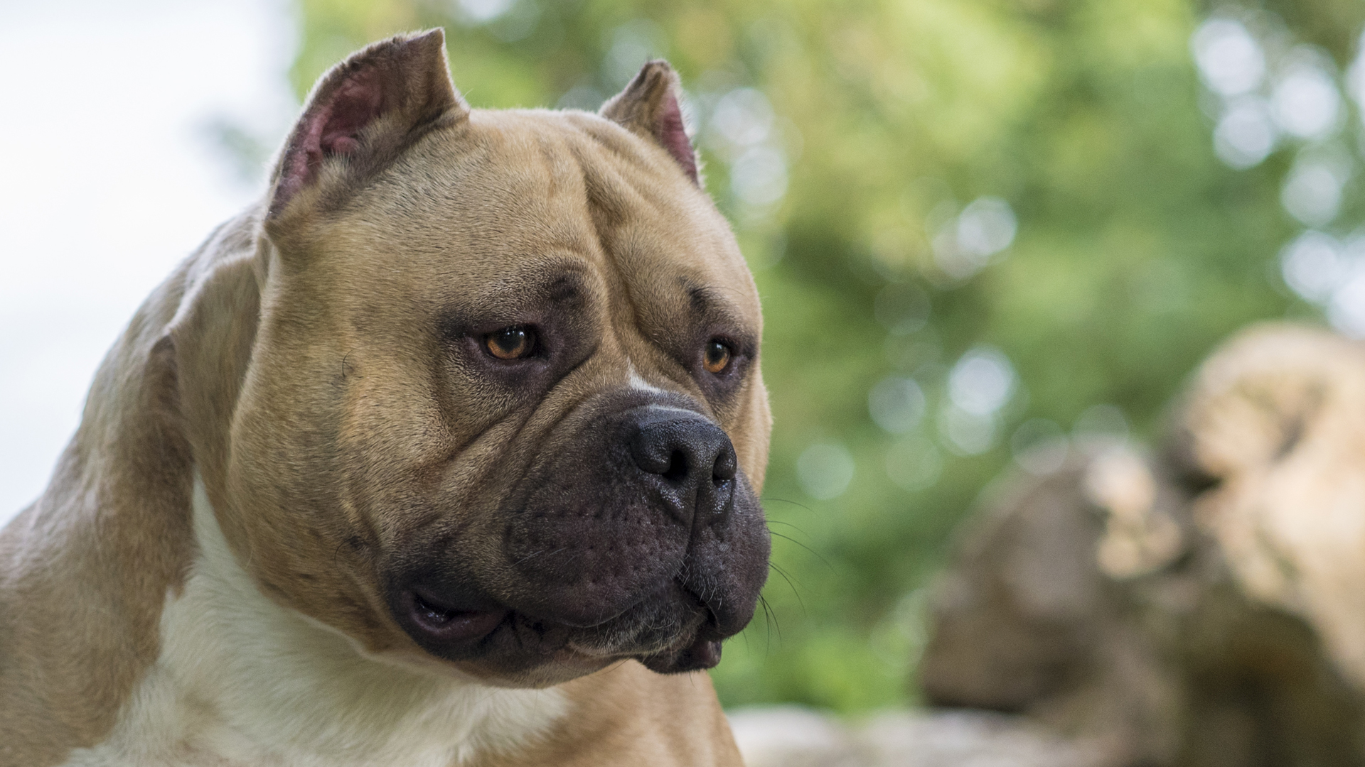 American Bully Dog Breed Information and Characteristics