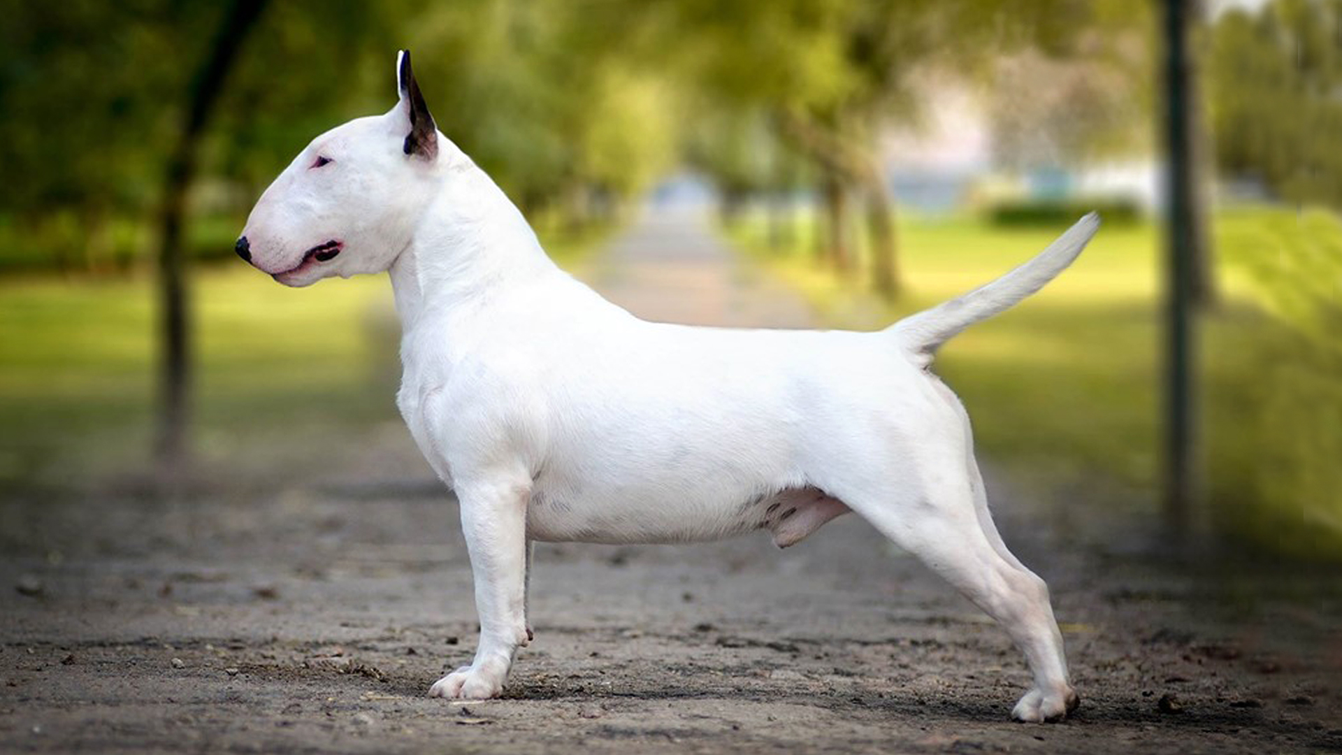 Working best sale bull terrier