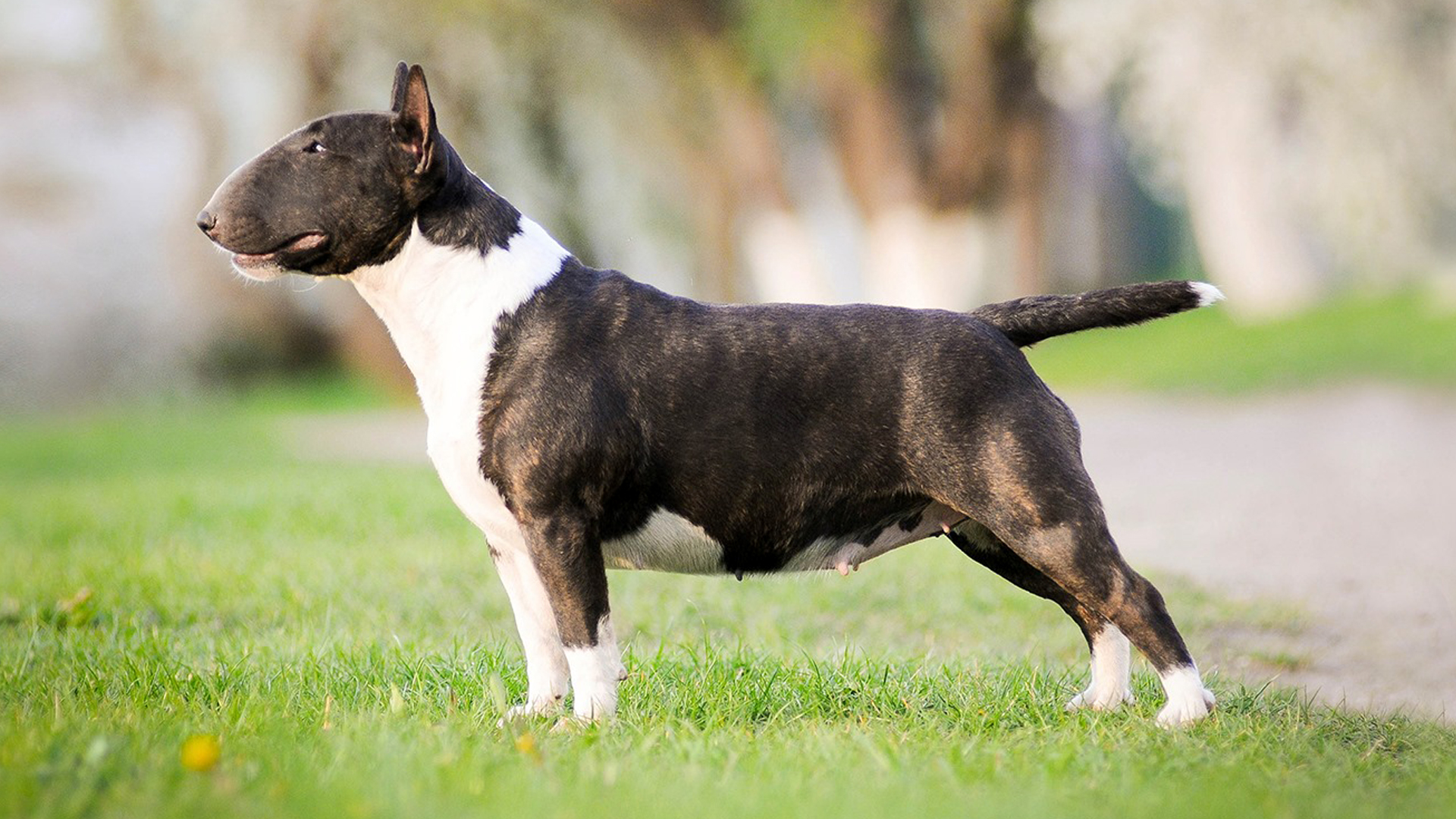 black miniature bull terrier