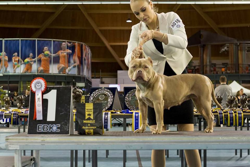 American Bully — EBKC – European Bully Kennel Club