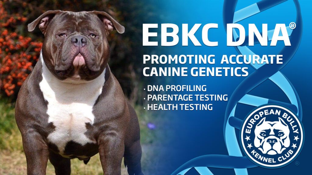 EBKC – European Bully Kennel Club – The Official Pedigree Dog Registry for  Bull Breeds Worldwide since 2008 — The Official Pedigree Registry for Dog  Breeds Worldwide since 2008