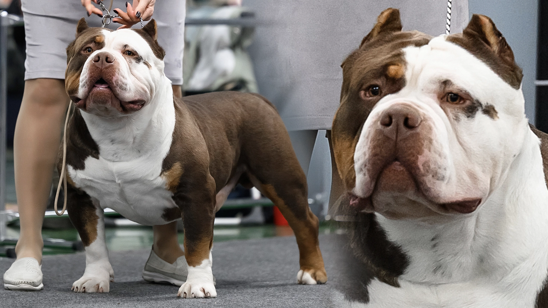 American Bully — EBKC – European Bully Kennel Club